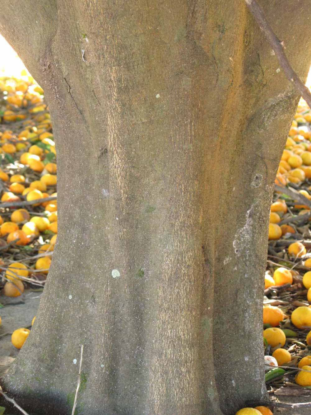              Bark (Winter Haven, FL)       